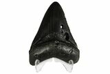 Bargain, Fossil Megalodon Tooth - South Carolina #137322-2